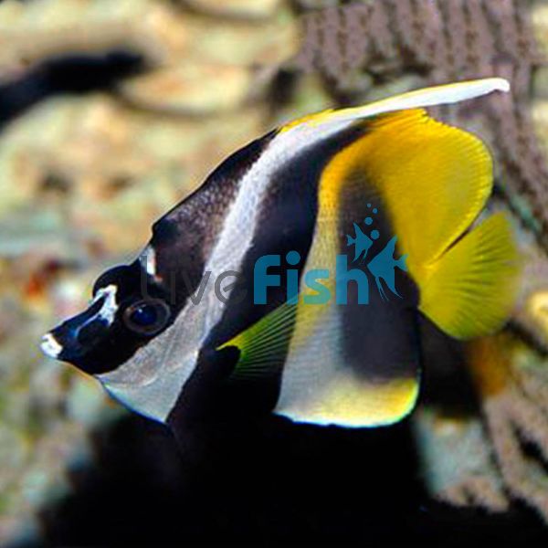 Bannerfish Masked MED