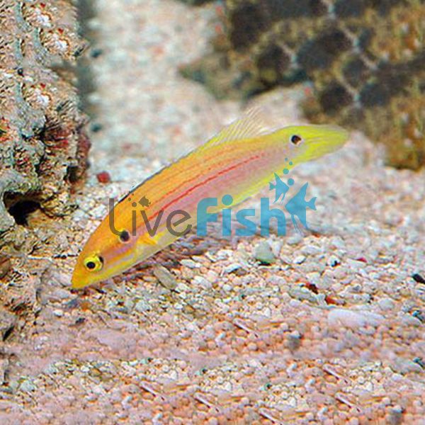 Two Spot Yellow Candy Hogfish - Small