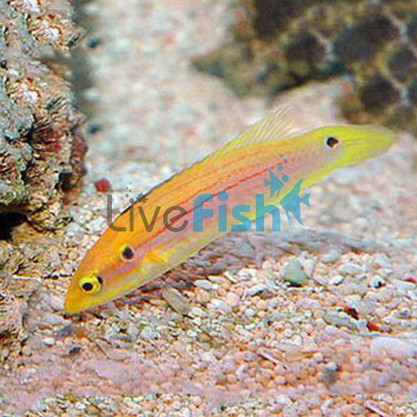 Two Spot Yellow Candy Hogfish - Medium