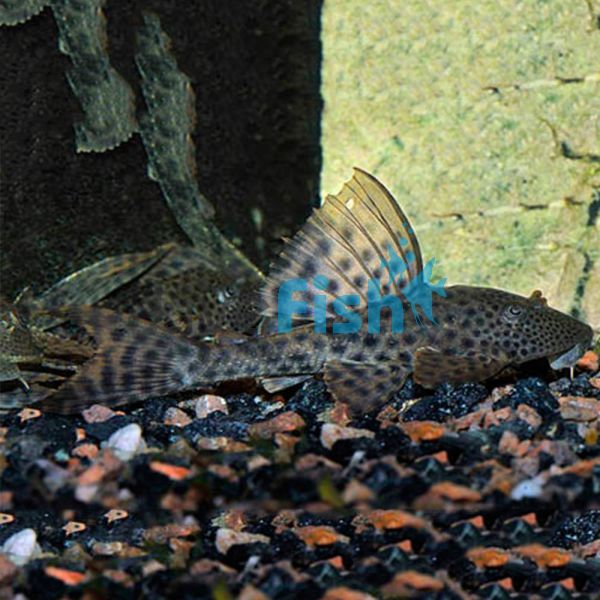 Plecostomus	Catfish 6cm
