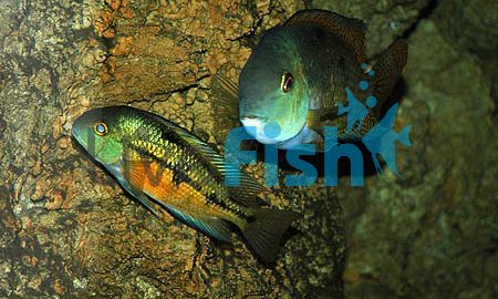 Parrot Cichlid 5cm