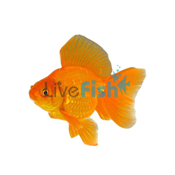 Tosakin Goldfish 15cm