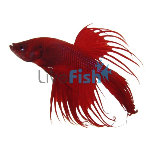 Crowntail Red Male Fighter 5cm