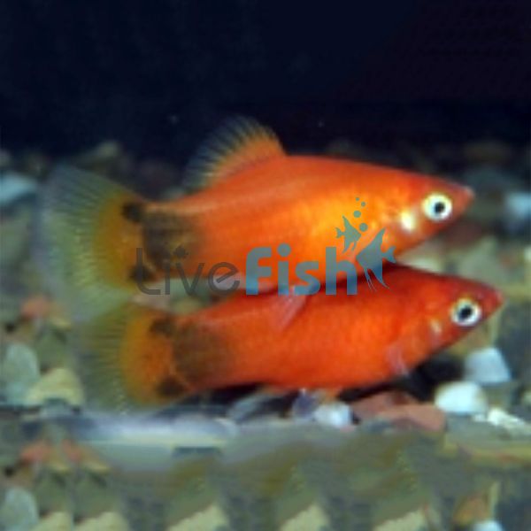 Mickey Mouse Red Platy 4cm