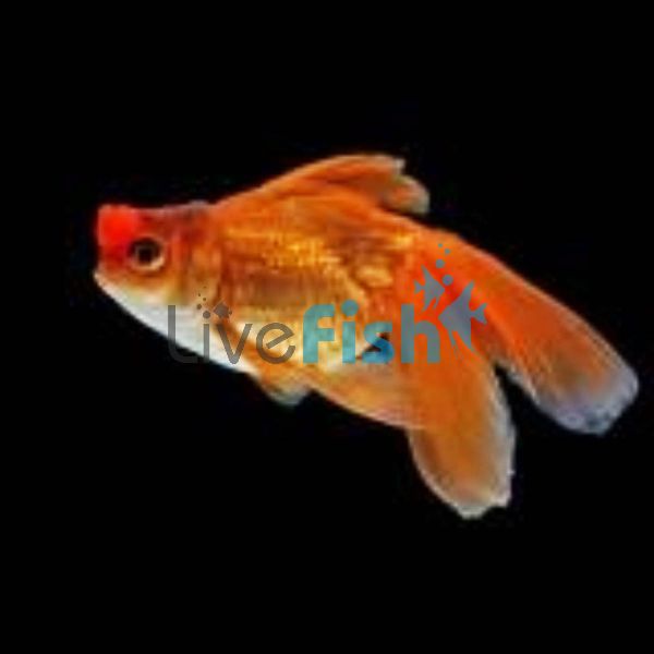 Goldfish Pom Pom 7cm 