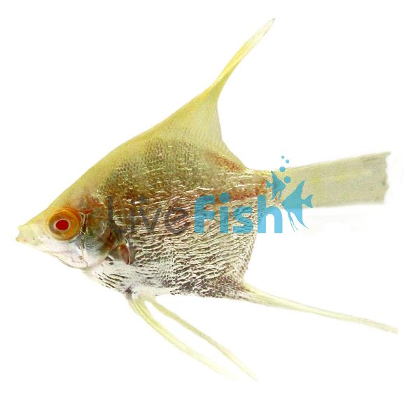 Platinum Angel Fish 6cm