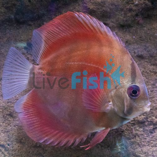 Solid Red Cover Discus 5cm