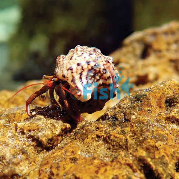 Janitor Hermit Crabs - Small