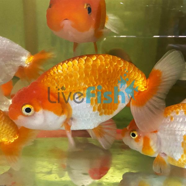 Ranchu Japan Red and White 12cm - Select