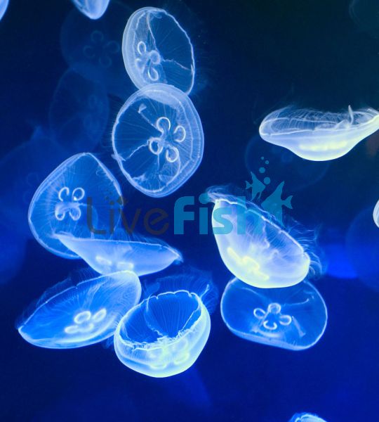 Moon Jellyfish Aurelia Aurita (Captive Bred)