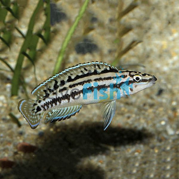 Julidochromis Marlieri 4cm