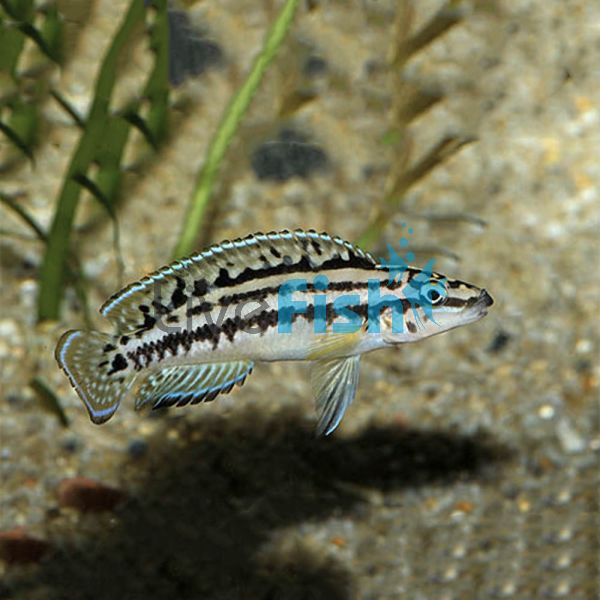 Julidochromis Marlieri 3cm