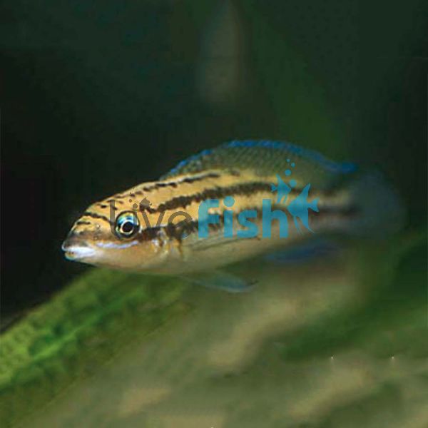 Julidochromis Dickfeldi 3.5cm