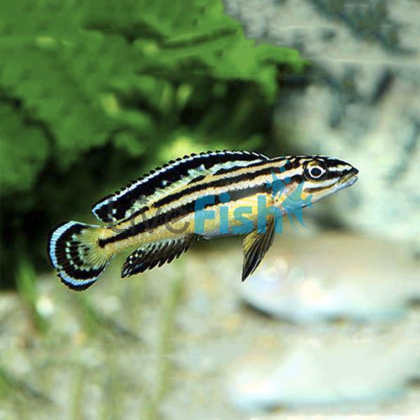 Julidochromis Rigani Kapili 4cm