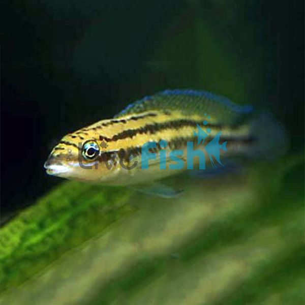 Julidochromis Dickfeldi 2cm
