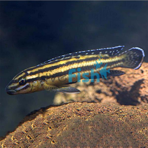 Julidochromis Marksmithi Kipili 6cm