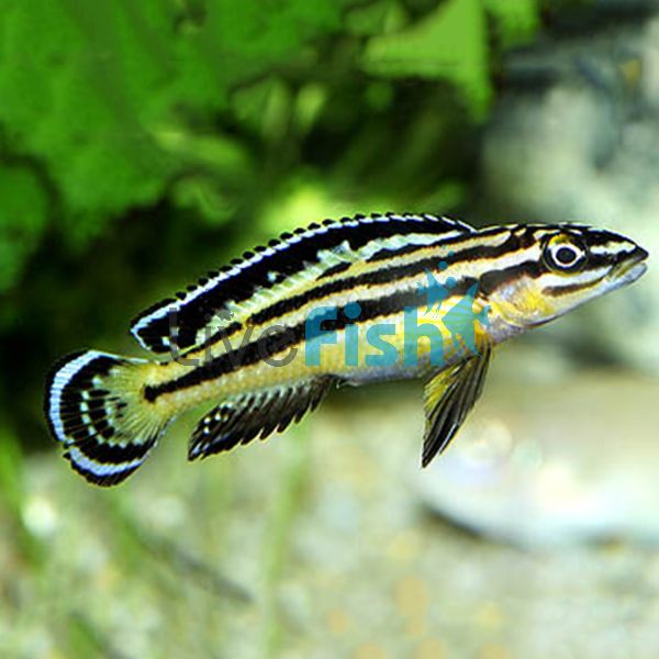 Julidochromis Regani 6cm