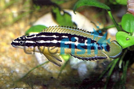 Julidochromis Transcriptus Albino 3cm