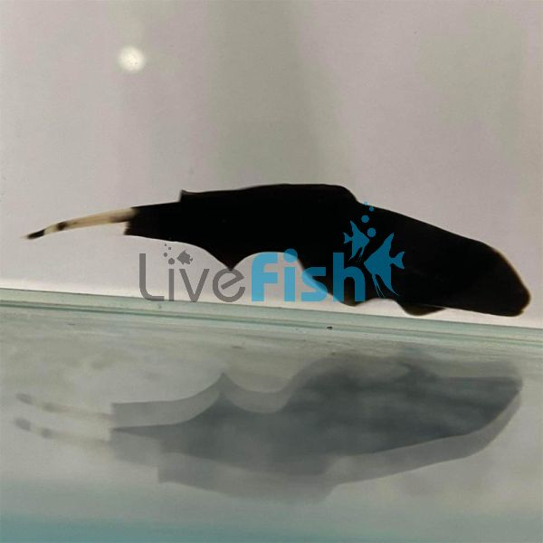 Double Fin Ghost Knife Fish 8cm	