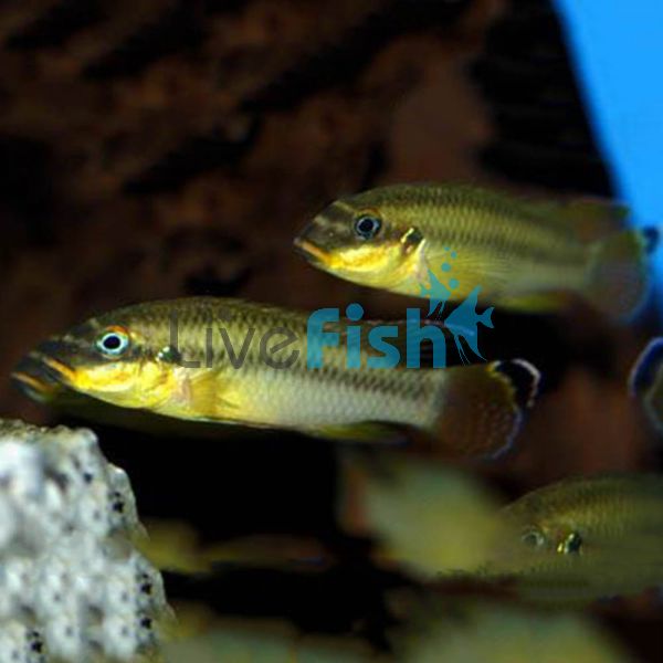 Kribensis Striped Nigerian Red Imported 3.5cm