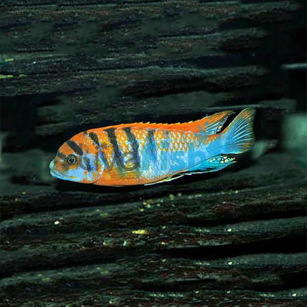 Labidochromis Hongi 3.5cm