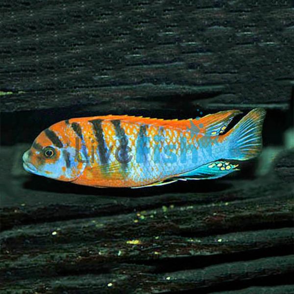 Labidochromis Hongi 4cm