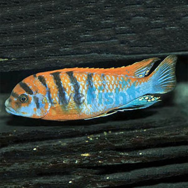 Labidochromis Hongi 8cm