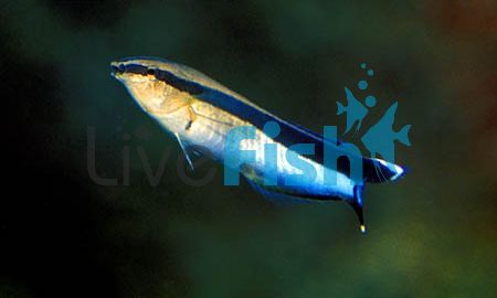 Cleaner Wrasse LGE