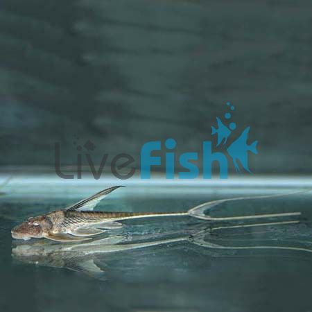Whiptail Catfish 7cm