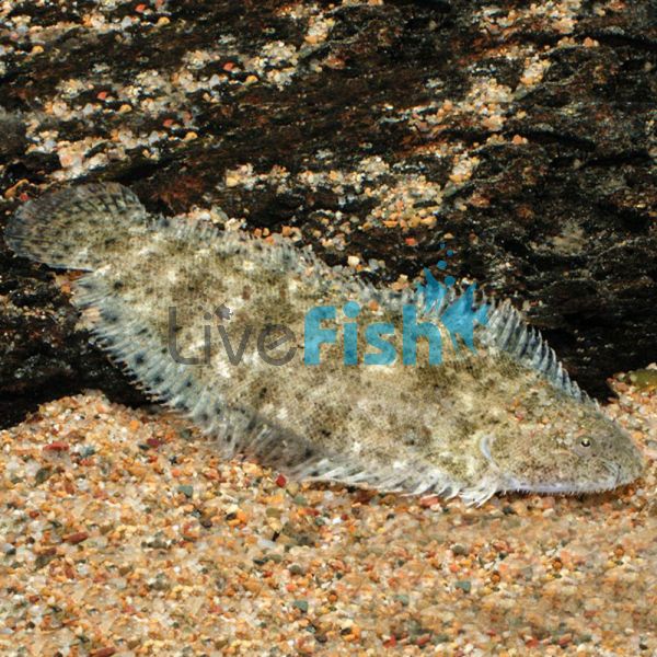 Freshwater Sole 9cm - Darwin