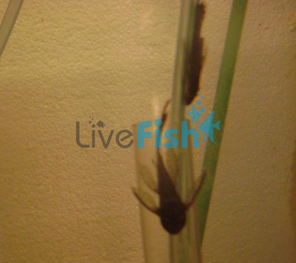 Assorted Longfin Bristlenose Catfish 4cm