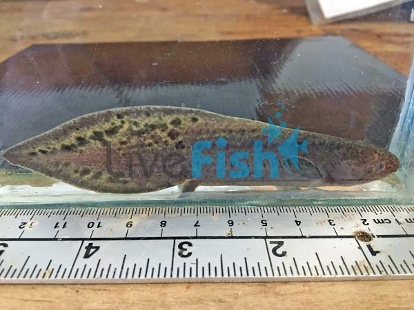 Australian Lungfish 12-15cm