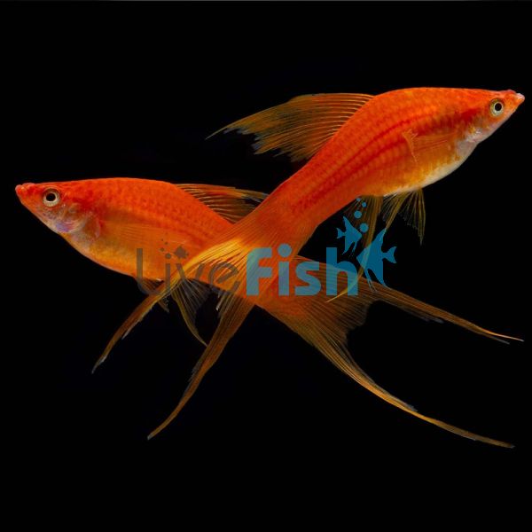 Lyretail Red Tuxedo Swordtail 5cm