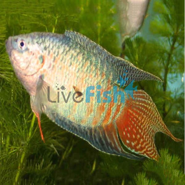 Paradise Fish 6cm