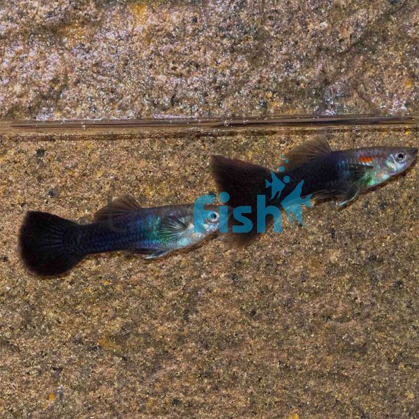 Male Black Guppy 3.5cm