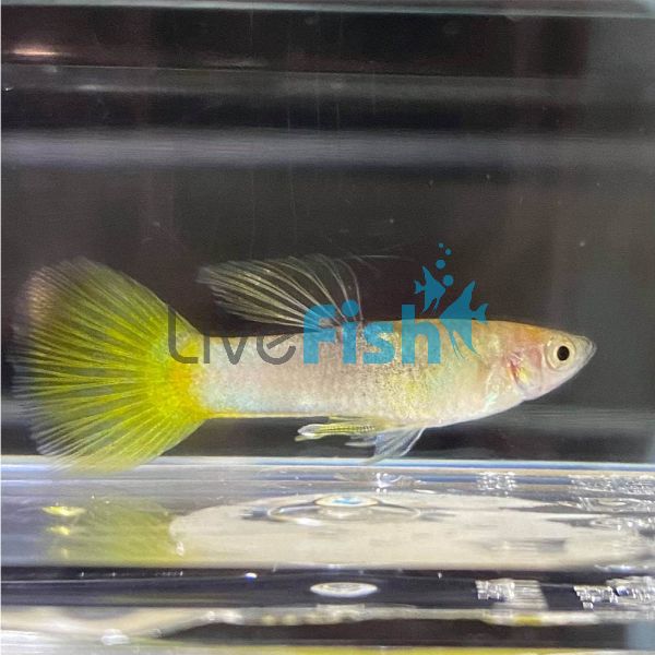 Male Bumble Bee Guppy 3.5cm