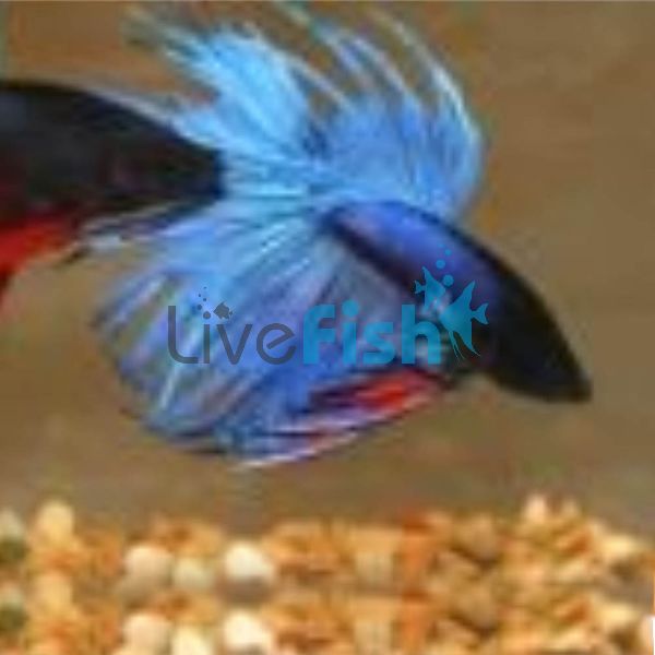 Assorted Crowntail Male Fighter 6cm