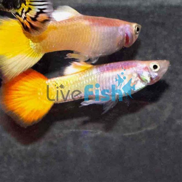 Male Flametail Guppy 3.5cm