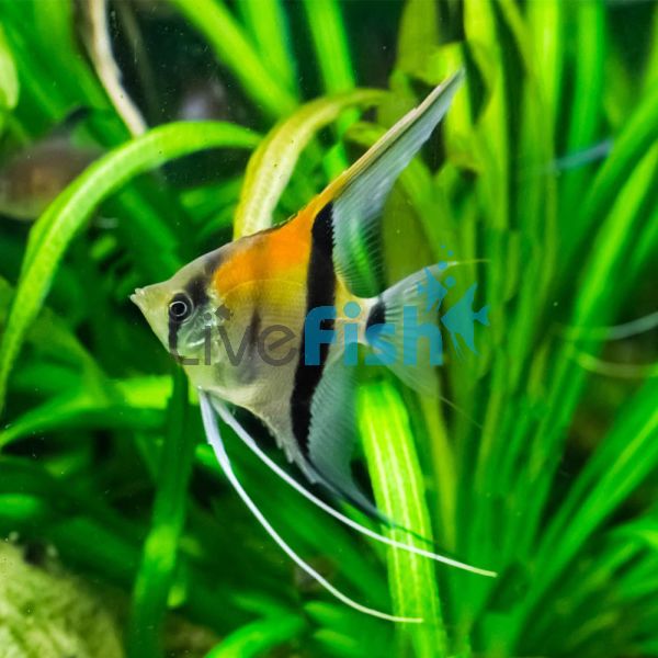 Manacapuru Angelfish 3.5cm