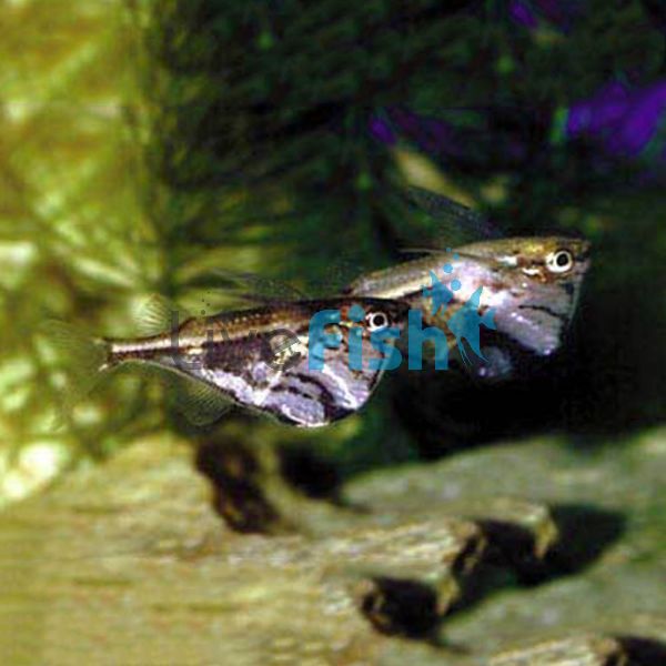 Dark Marble Hatchet Fish 3.5cm
