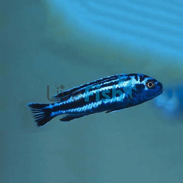 Melanochromis Maingano 5cm