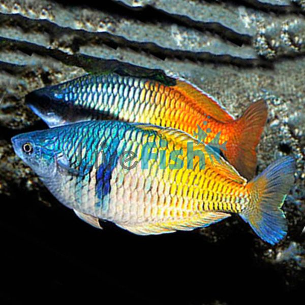 Boesemani Rainbow N.G. 6cm