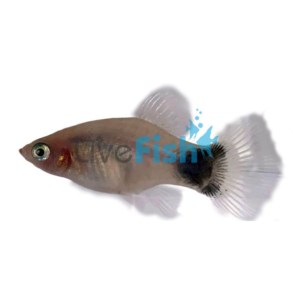 Mickey Mouse White Platy 4cm