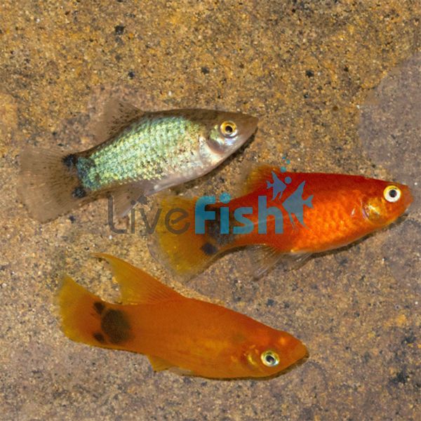 Assorted Mickey Mouse Platy 4cm
