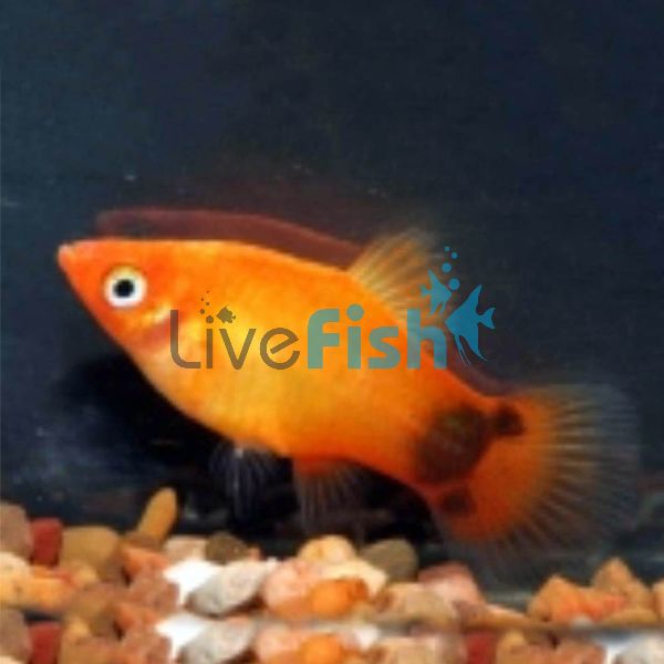 Mickey Mouse Neon Sunset Platy 3.5cm