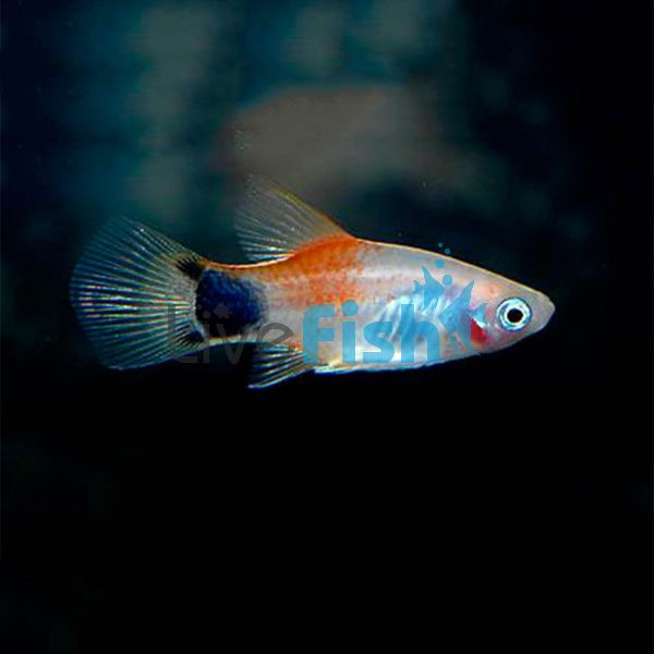 Mickey Mouse Red and White Platy 4cm