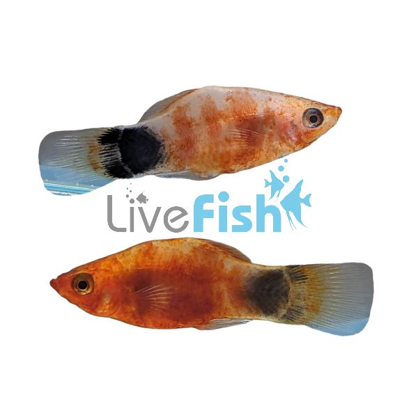 Mickey Mouse Tiger platy 4cm