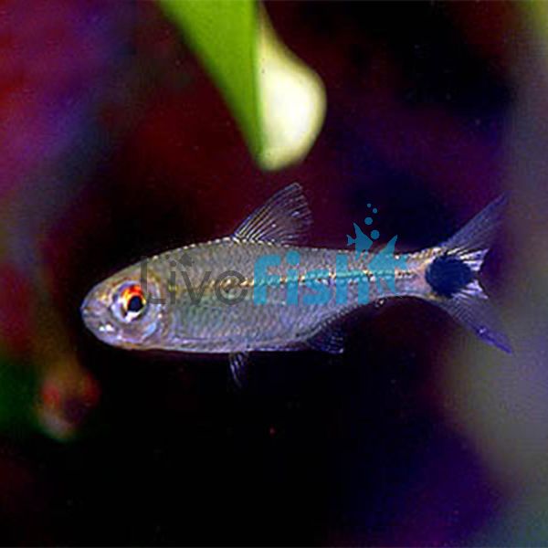 Ceros Tetra 2.5cm