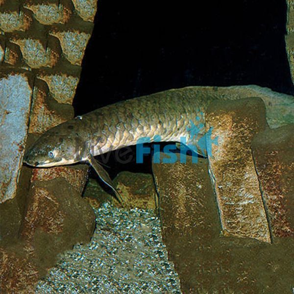 Australian Lungfish B Grade 20cm (Rounded Fins)