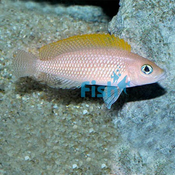 Orange Fin - Lamprologus Caudopunctatus 3.5cm